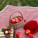 은영가족농장 | 인간극장 은영이가 돌아왔다 그후 근황 과수원 주문 방법 인스타