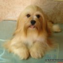 행운켄넬 이미지