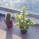 네모네모 이미지