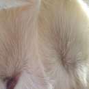 24시 안박동물병원 이미지