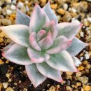 수담농장 이미지