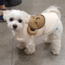 야탑서울동물병원 이미지