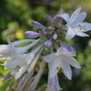 시골마당 이미지