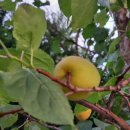 살구숲한의원 이미지