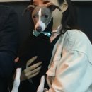 펫그라운드_해방촌 이미지