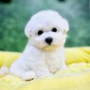 김해 해피몽 김해강아지분양 고양이분양 이미지