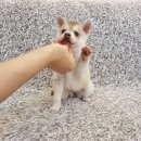 콜드베이켄넬 이미지