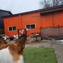 멍스 컨테이너 | [경기 일산]멍스컨테이너: 중대형견 실내외 ok 잔디운동장 애견카페!