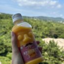 눈꽃새펜션 | [제주도 4박5일 태교여행] Day 3 - 한식 &amp; 빙수 &amp; 소고기 먹방 하지만 시련을 곁들인,,