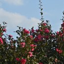 철새탐조대 이미지