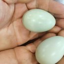 유학골 청계 청란