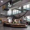 서대문자연사박물관 이미지