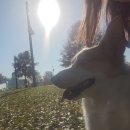 멍그니엘 애견호텔 서울강동점 이미지