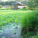 연꽃세상 이미지