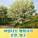 이팝나무길 이미지