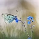나비 - 동대문구 휘경로 55 | 나비