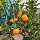 조가물민박 이미지