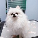 우댕샵 | 길동 강아지 미용실 우댕샵 포메 곰돌이컷 후기