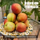 과일아삭 | 여름제철과일 신비복숭아 딱복 추천 조치원 물대극천 아삭한 여름 과일 후기