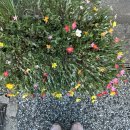 세븐일레븐 부산중구스마트점 | 2박3일 후쿠오카 여행 (2) - 쿠스휴게소, 벳푸, 유후다케, 유후인, 히타마을 일일 버스투어, 로피아마트