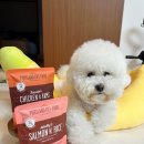 (주)코로나펫 | 강아지 순환식으로 챙겨본 퐁이 화식 포틀랜드 펫푸드 강아지 습식사료 후기