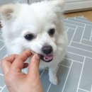 전주가축약품 이미지