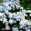 부케시리즈 수국 정보 얻어왔어요 이미지