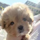 라이프독 시흥점 24시 강아지분양 고양이분양 이미지