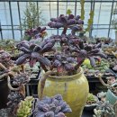 부영다육농장 이미지