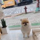 더웃개 이미지