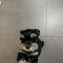 강삼지 강아지 미용실 | 동탄호수공원미용실 차운헤어 보미실장님 동탄애쉬브라운염색 레드바이올렛염색 대만족 후기