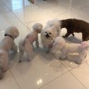 소풍애견미용 이미지