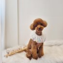 비주얼펫살롱 이미지