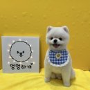 솜솜 애견미용 이미지