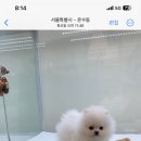 퍼피힐 강아지분양 이미지