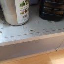 부흥로315번길 18 | 싱크대 벌레 독일바퀴 새끼 퇴치 방역전문업체 후기