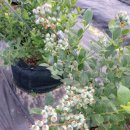 룰루베리팜 이미지