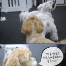 웬만해선 개들을 막을 수 없다 이미지