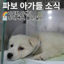 (임시보호,도움구함) 파보걸린 유기견 꼬물이들을 커피한잔값으로 살려주세요ㅠㅠ 이미지