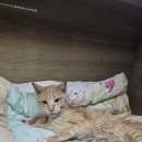 복막염 치료 8일째 조금씩 기운차린 노랑 나비 이미지
