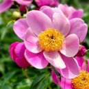 극락(칠장사) 이미지