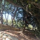 함평 기각리붉가시나무자생북한지 이미지