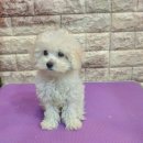 보미 펫 살롱 이미지