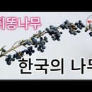 쥐똥나무 이미지