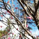 벌교읍 벌교부인경로당 | 2017.2.12 벌교 (부용산)