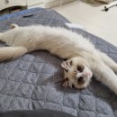 고양이분양 꽃개와 꽃냥 인천 청라점 이미지