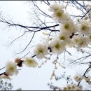 순백결정 이미지