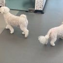 도그베이 동탄호수공원점 이미지