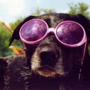 웃는강아지 이미지