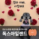 호텔야자강남논현점 | 강남 논현애견카페 독스아일랜드 방문 리얼 후기